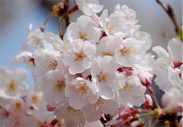 日本晚樱、日本早樱和樱花有什么区别(图文)