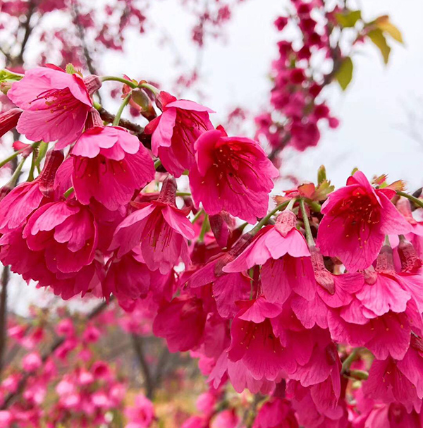 樱花最早来源于哪里？是中国原生品种吗？