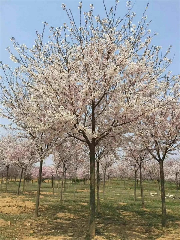 樱花树多少钱一棵？最新樱花树市场价格