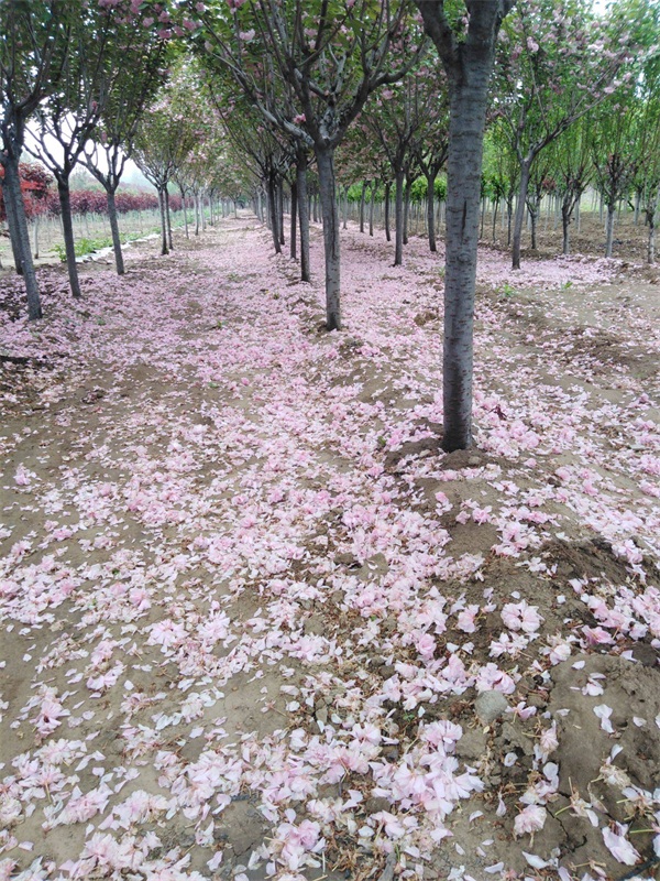 樱花树多少钱一棵？最新樱花树市场价格