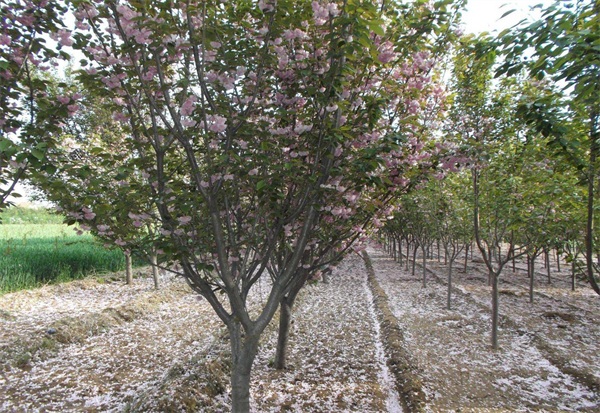 2020樱花树价格表，一株樱花树市场价格10～6500元