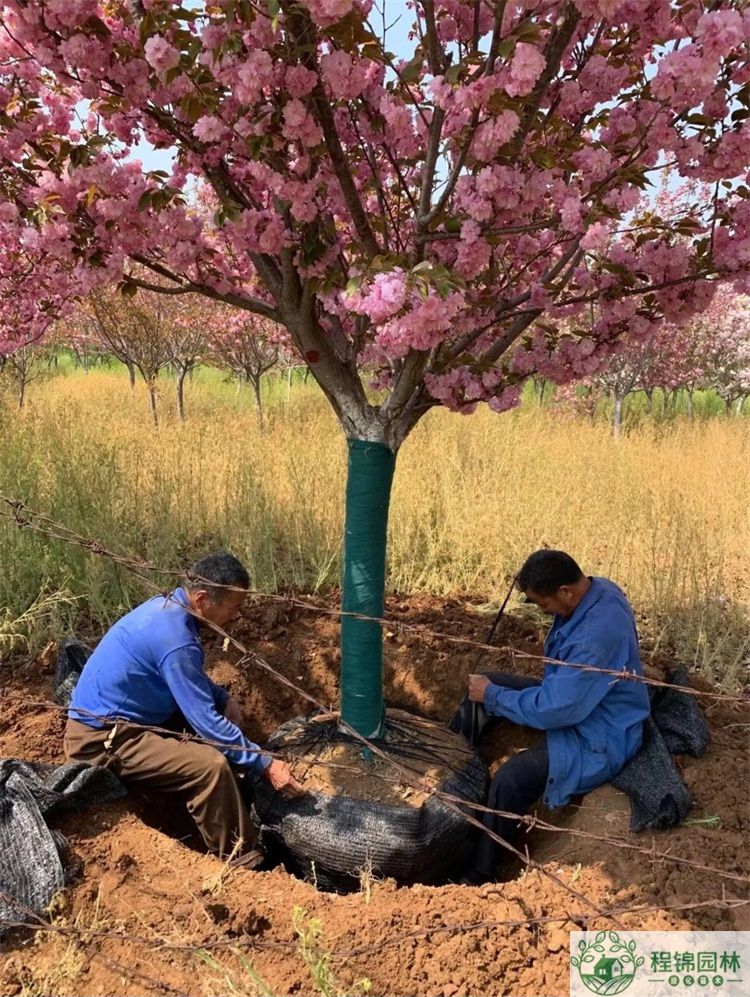 樱花树怎么养？樱花树种植管理技术