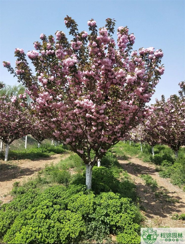 樱花树怎么养？樱花树种植管理技术